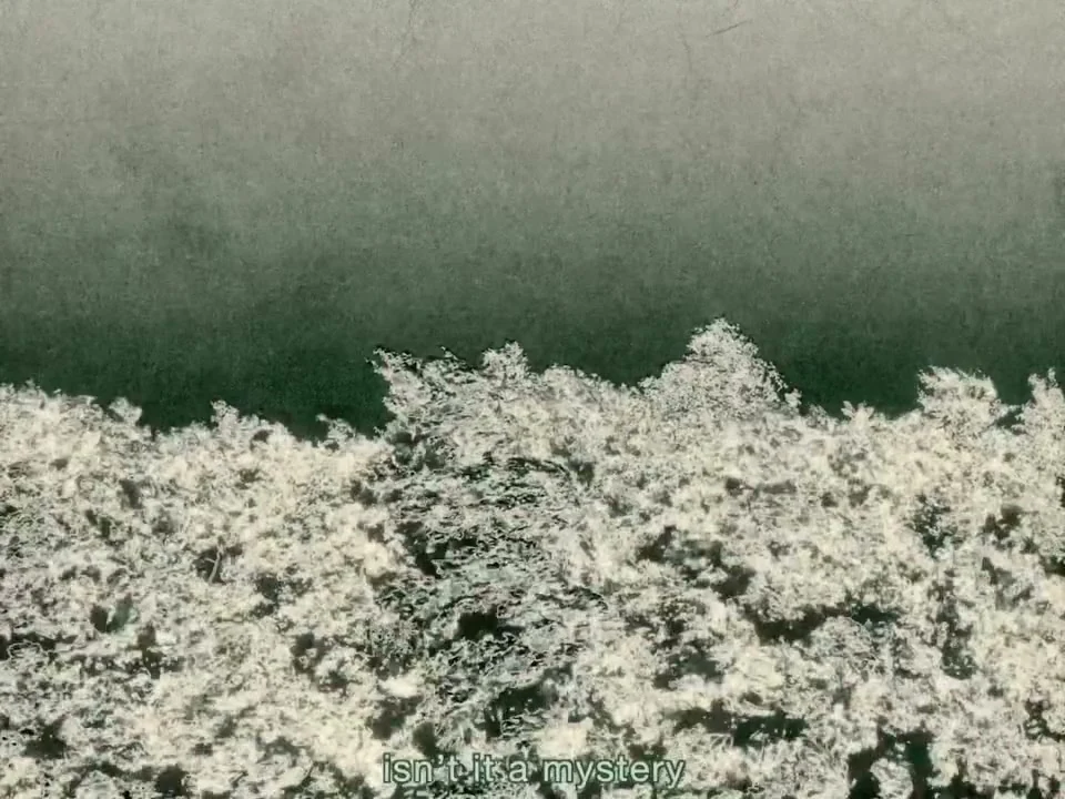 Pale flowering foliage beneath a dark sky