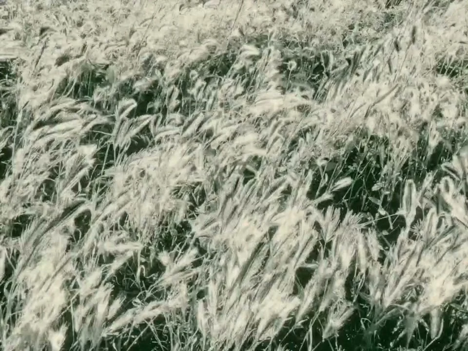 Branches and leaves in the short film’s monochrome treatment