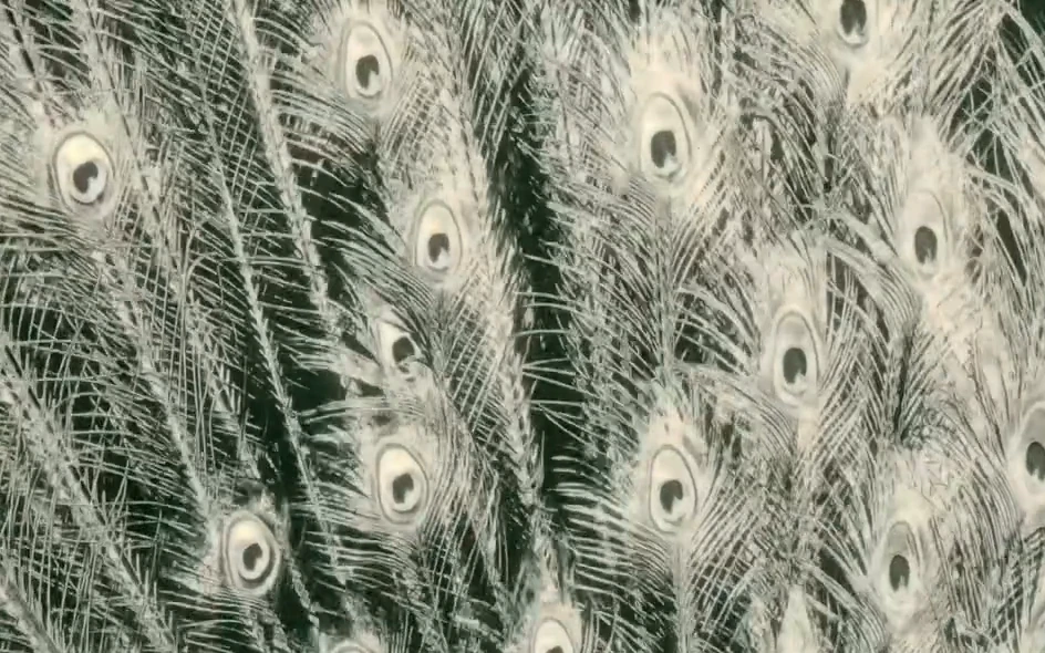 Pale peacock feathers arranged in a dense repeating pattern