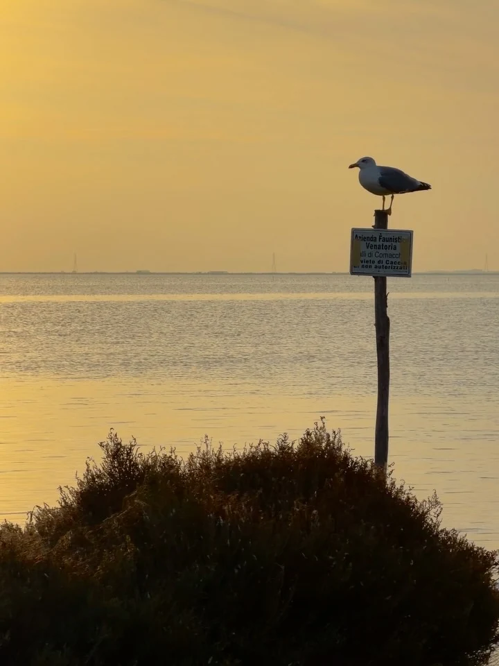 A bird perched above still lagoon water