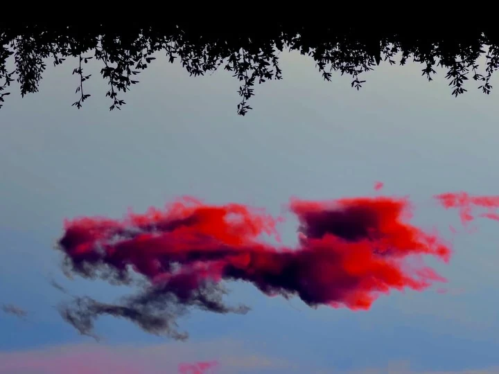 Pink clouds beneath a silhouetted tree