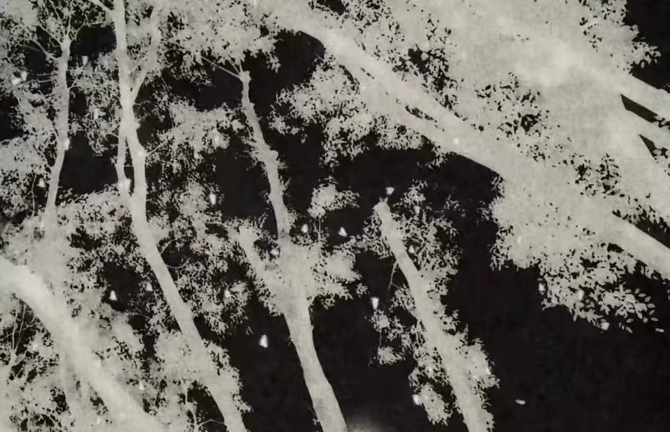 Pale branching botanical forms against a dark background