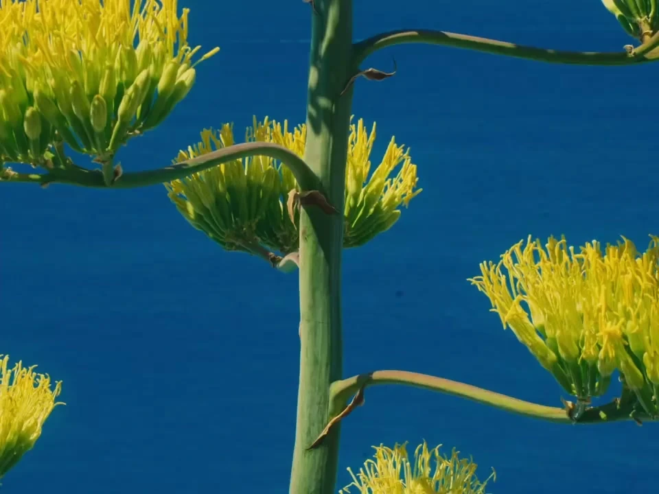 Yellow agave flowers against the deep blue sea in the Cinque Terre