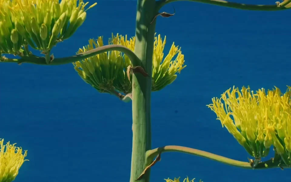 Yellow agave flowers against the deep blue sea in the Cinque Terre