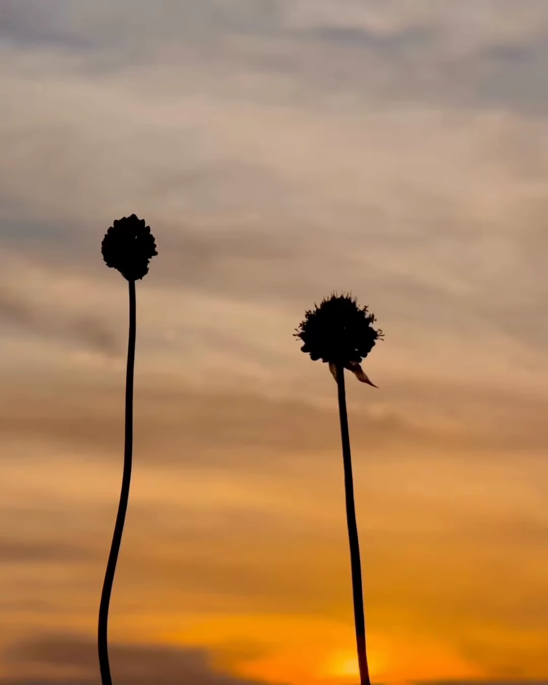 Two dark flower stems silhouetted against a warm sunset sky