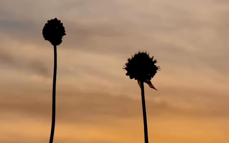 Two dark flower stems silhouetted against a warm sunset sky