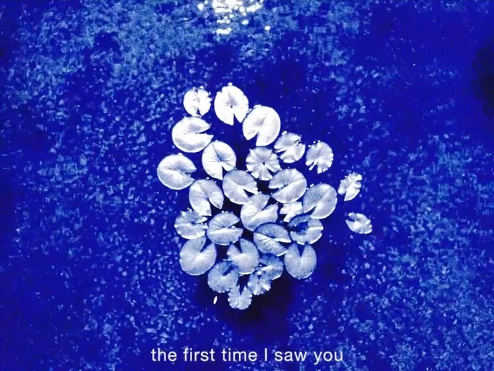 White botanical forms on a deep cyanotype-blue background, from Like Roots