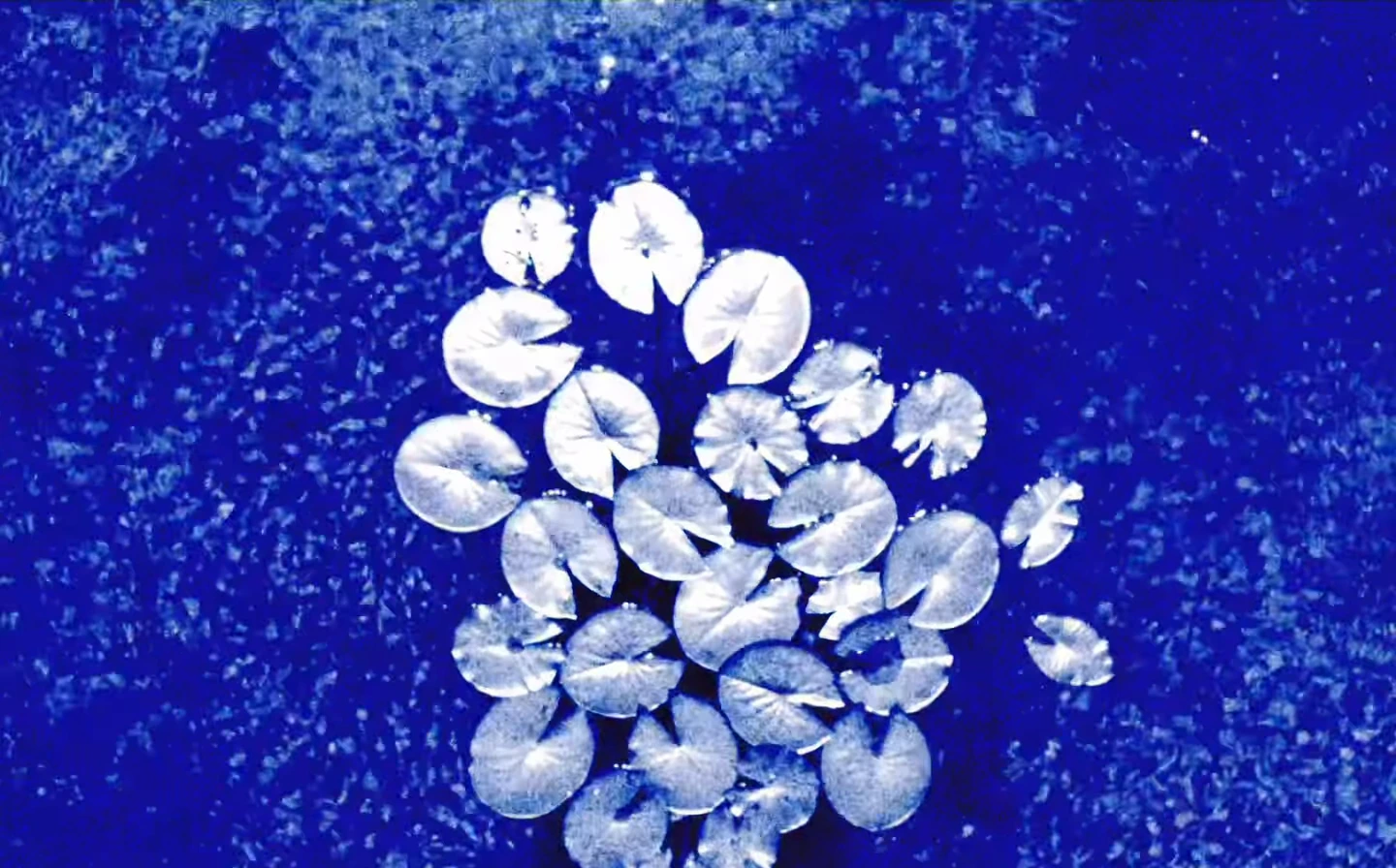A cluster of white botanical forms on a deep cyanotype-blue surface