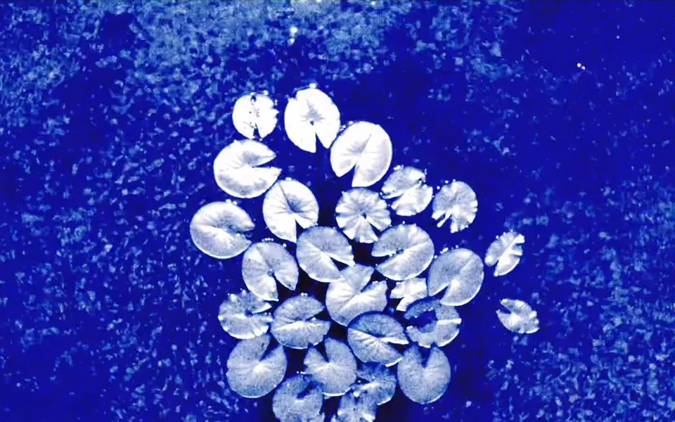 A cluster of white botanical forms on a deep cyanotype-blue surface