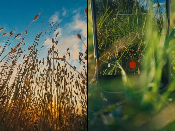 Stems and a camera accessory in warm light