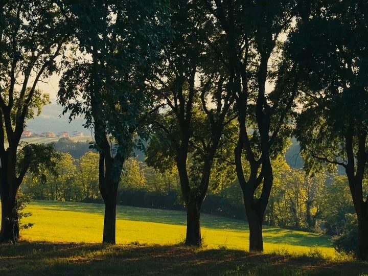 Sunlight falling across a green field through a row of trees