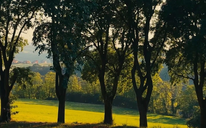 Sunlight falling across a green field through a row of trees