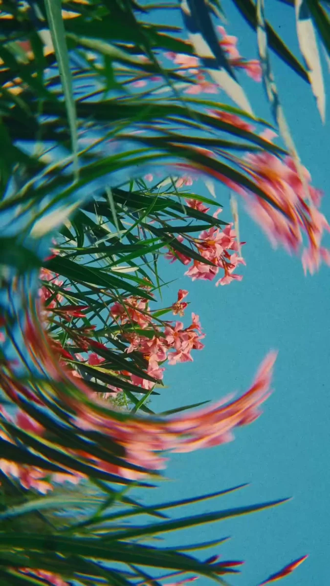 Red flowers and green leaves bending around the edge of the frame