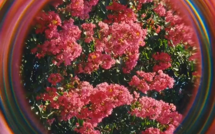 Pink flowers framed by the circular colour distortion of a Warp filter