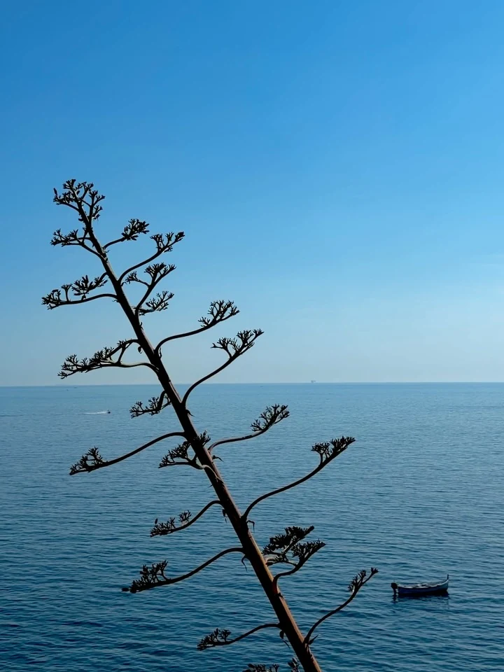 An agave stem silhouetted against blue sky