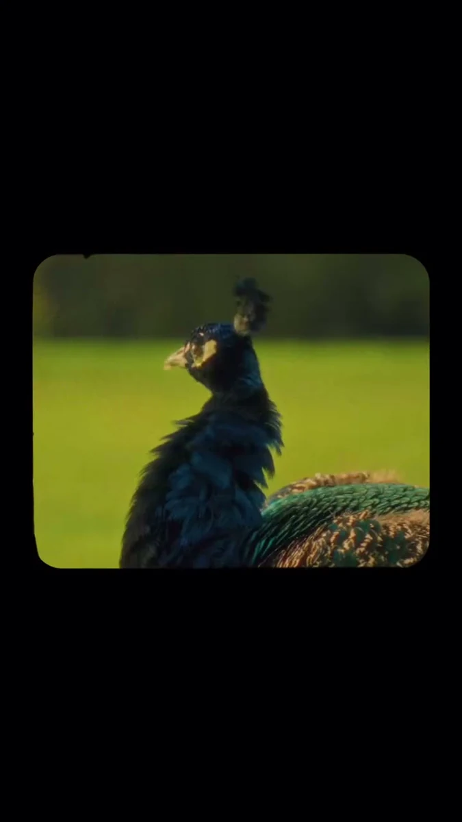 A peacock framed within the film’s dark border