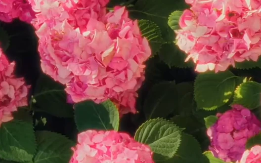 Pink hydrangea flowers and dark green leaves