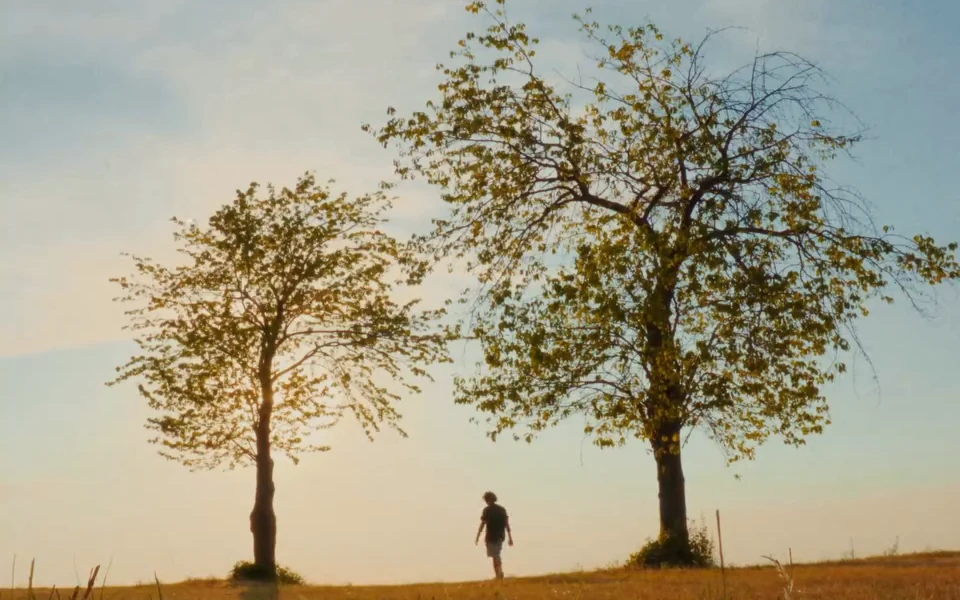 A solitary figure between two trees in the last warm light of the day