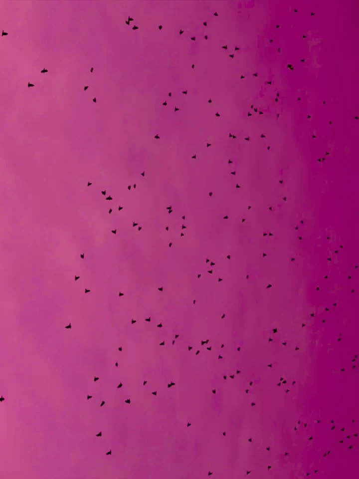 Birds scattered across a pink sky