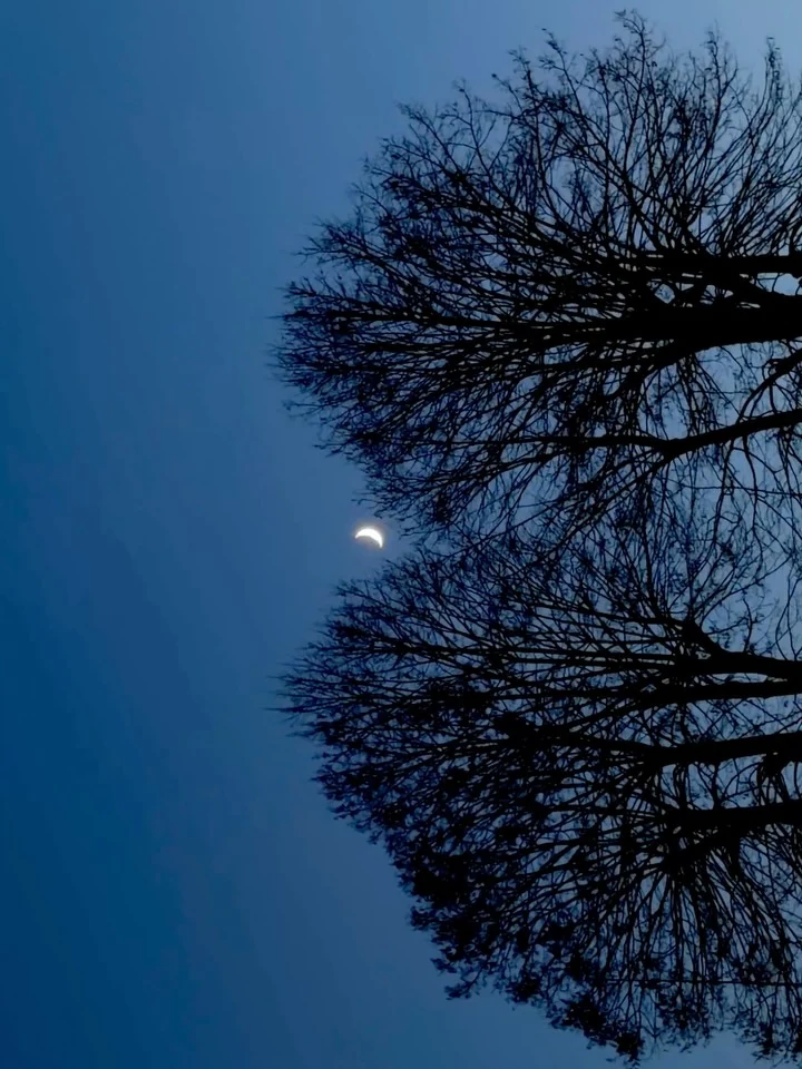 Bare branches against a dark blue sky