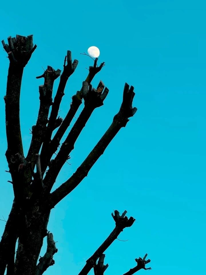 Dark branches reaching into a clear blue sky