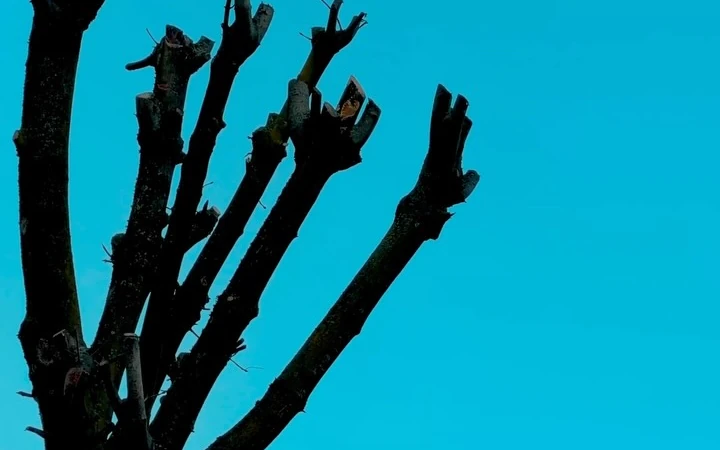 Dark branches reaching into a clear blue sky